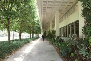 University of Miami campus walkway in Coral Gables, Florida with lush greenery.